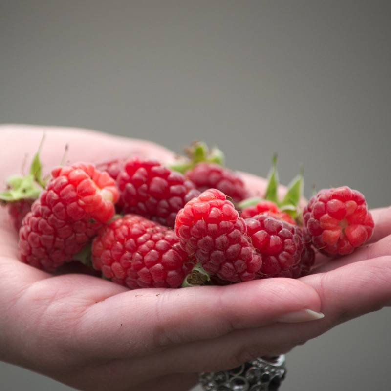 Mûre-framboise, Tayberry à fleurs Rose - feuillage Caduc - Godet - 5/10 cm-  hauteur à maturité De 2,50 m à 3,00 m - Imagen 6