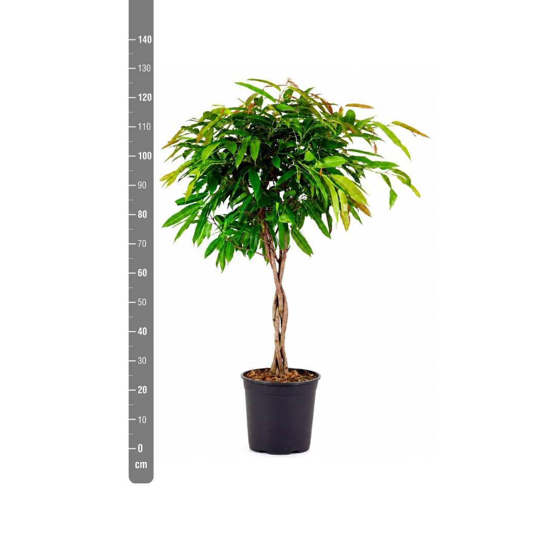 La Green Touch - Ficus Amstel King à tronc tressé - H 130 cm, pot Ø27 cm - Image 2
