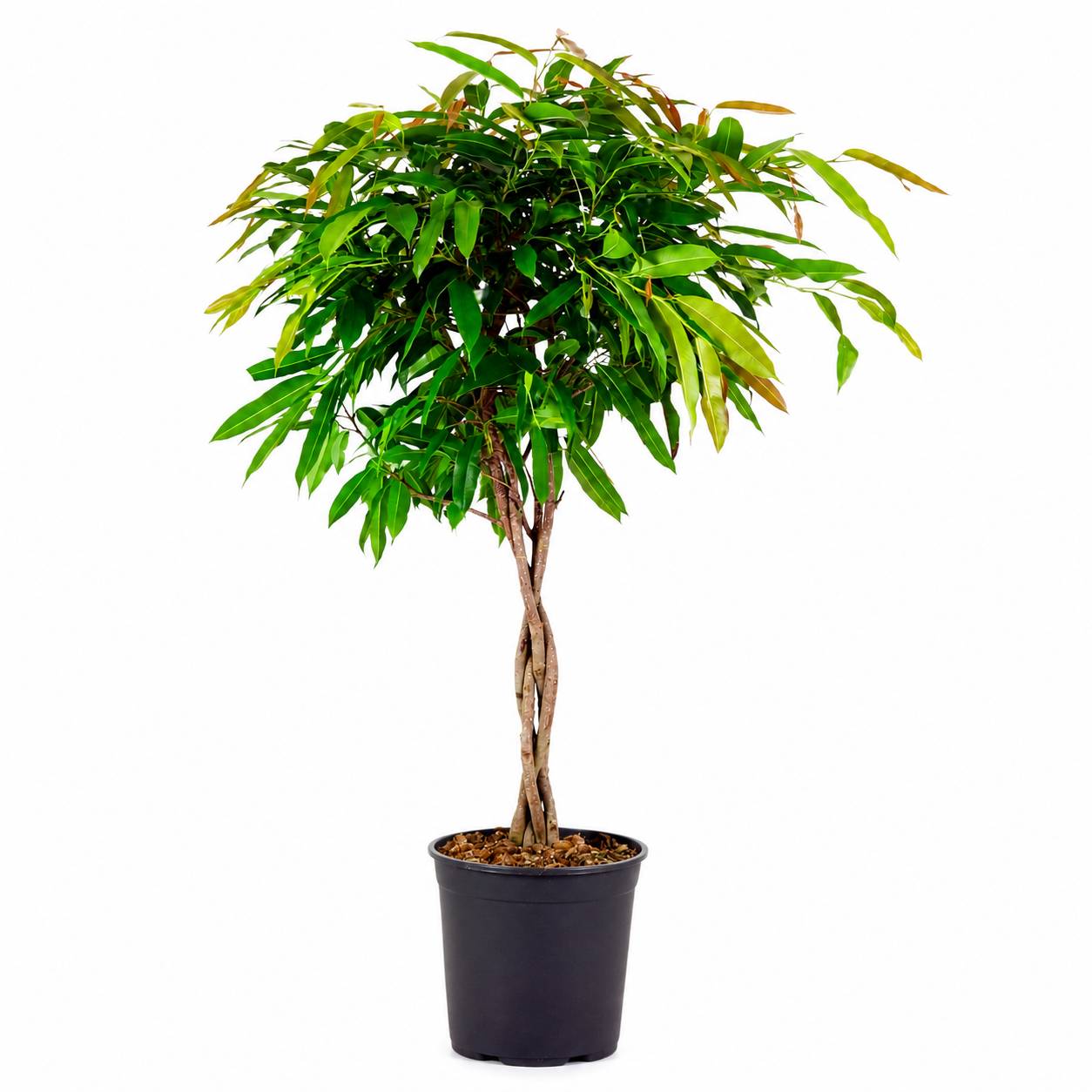 La Green Touch - Ficus Amstel King à tronc tressé - H 130 cm, pot Ø27 cm