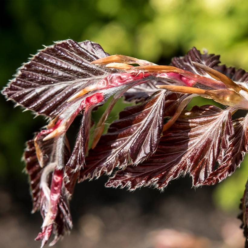 Promesse de Fleurs - Fagus sylvatica Rohan Minaret - Hêtre pourpre colonnaire Pot de 4L/5L