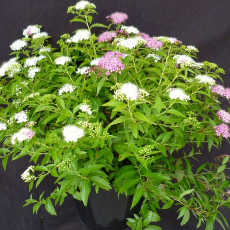 Spirée du Japon Shirobana, Spiraea à fleurs Rose - feuillage Caduc - Pot de 7,5L - 40/60 cm-  hauteur à maturité De 0,50 m à 1,00 m - Image 1