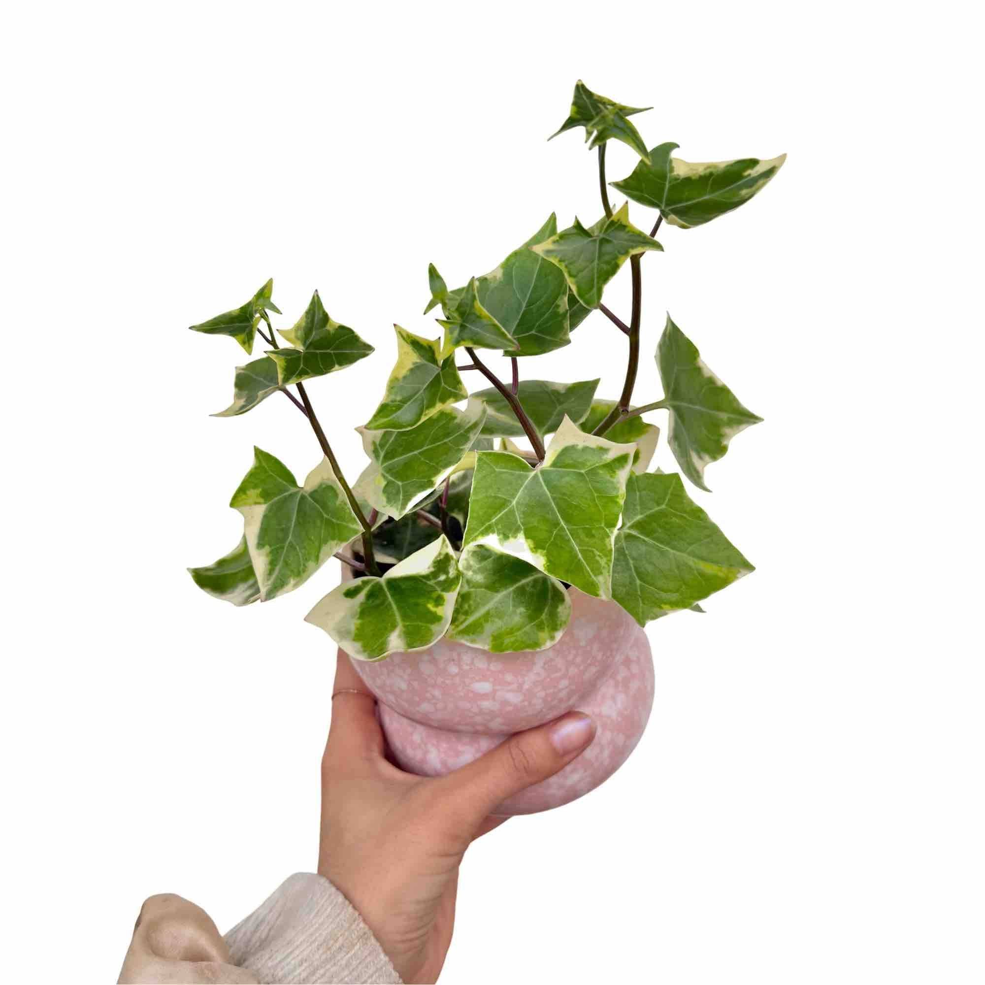 Senecio Macroglossus Variegatus - Pot de 9cm - Plantes d'intérieur