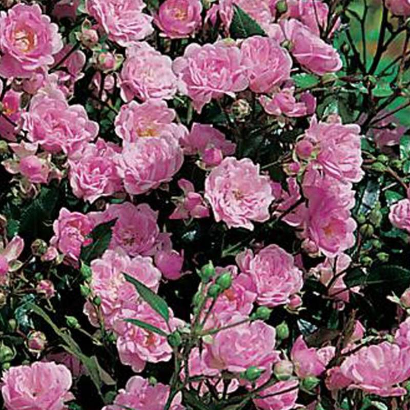 Rosier paysager The Fairy à fleurs Rose - feuillage Caduc - Pot de 3L - 30/60 cm-  hauteur à maturité De 0,50 m à 1,00 m - Imagen 1