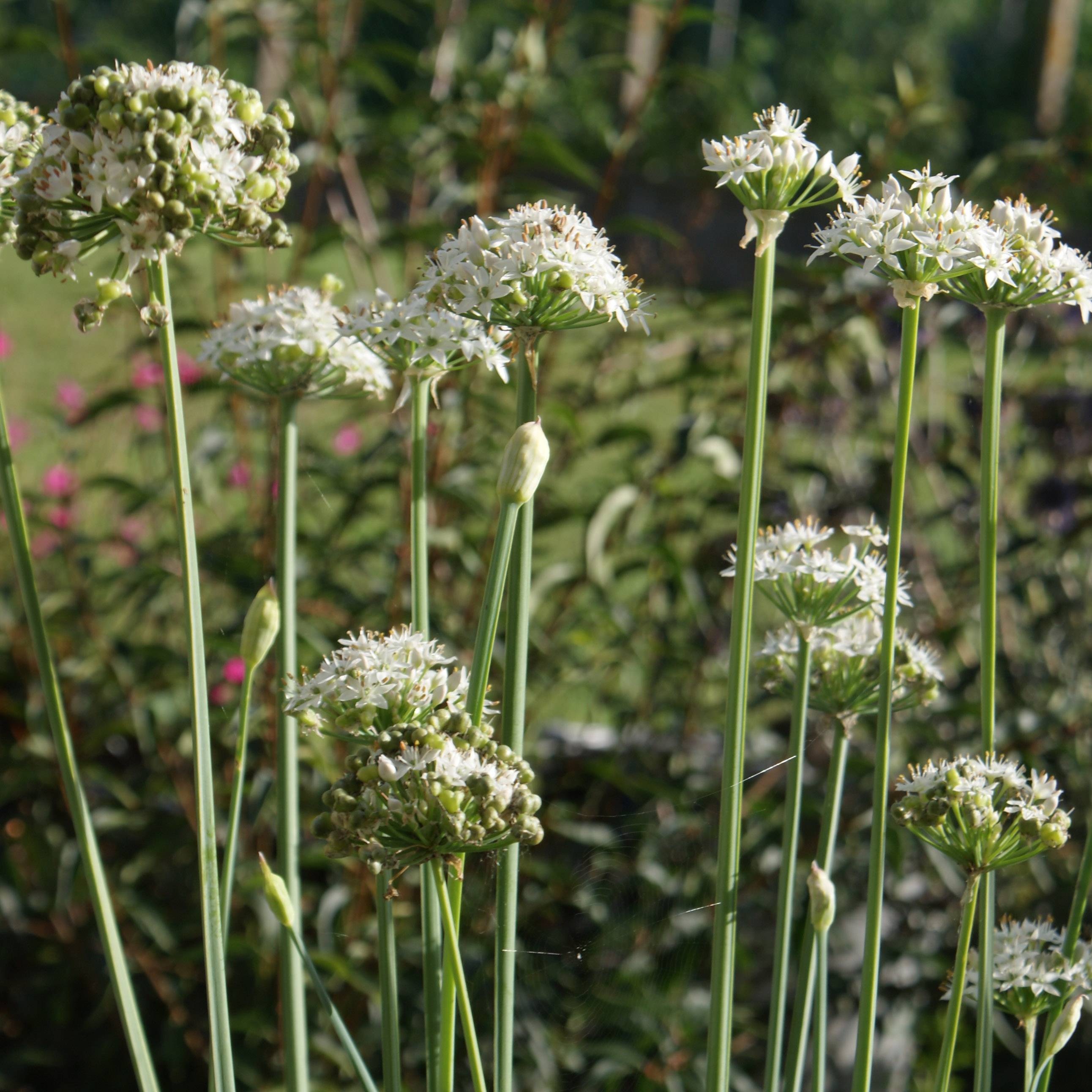 Ciboulette de Chine - Allium tuberosum Godet de 7/8 cm