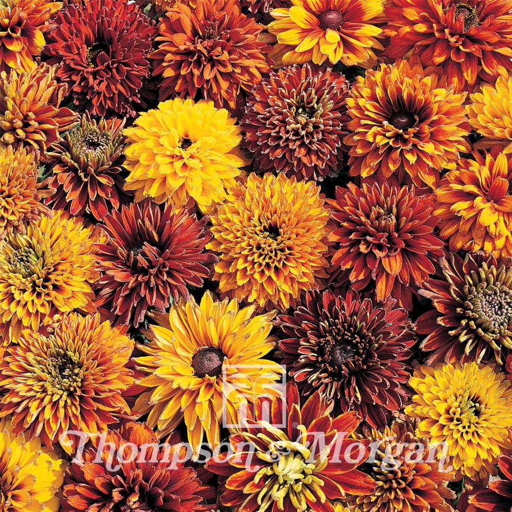 Graines de Rudbeckia Cherokee Sunset - Rudbeckia x hirta  le sachet de 30 graines environ