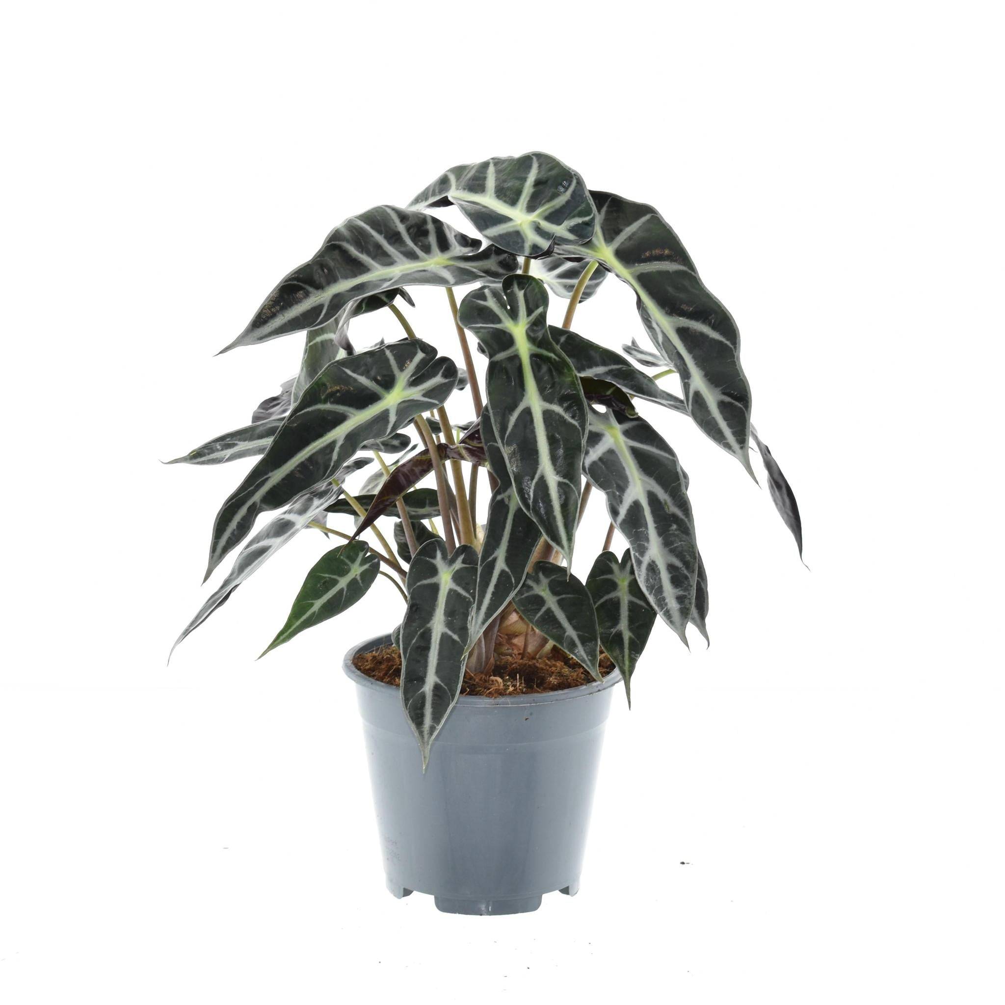 Alocasia Bambino Arrow - D14 H40cm