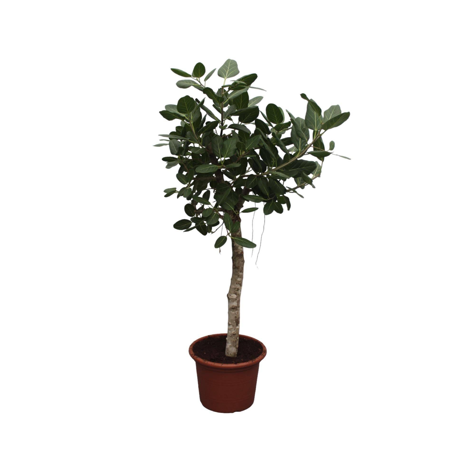 Ficus Benghalensis Arbre - D50 H200cm