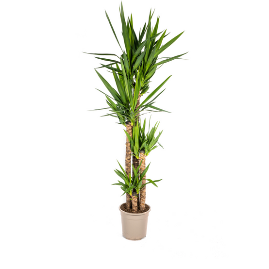 Yucca Elephantipes - D27 H150cm - Image 1