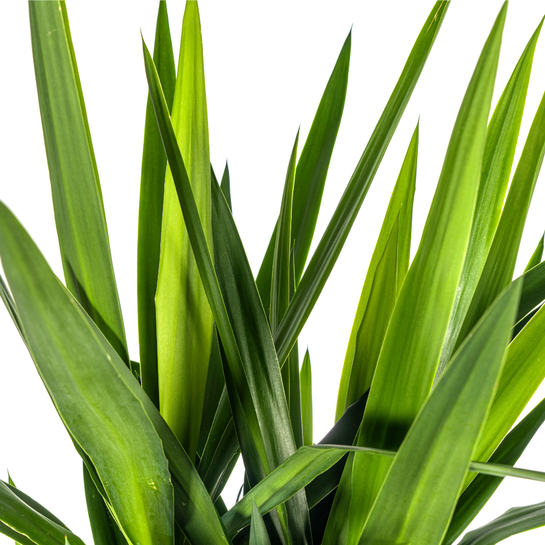 Yucca Elephantipes - D27 H150cm - Image 4