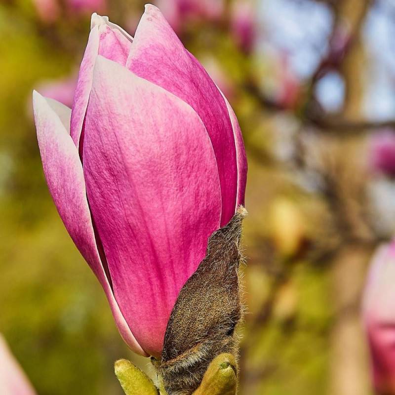 Magnolia à fleurs de lis Nigra à fleurs Rose/Rouge - feuillage Caduc - Pot de 4L - 40/60 cm - Image 1