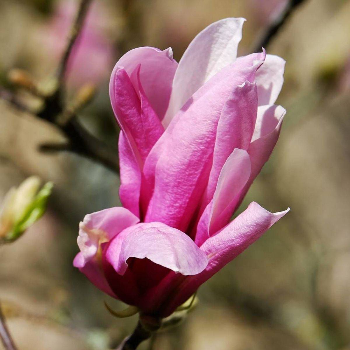 Magnolia à fleurs de lis Nigra à fleurs Rose/Rouge - feuillage Caduc - Pot de 4L - 40/60 cm - Image 5
