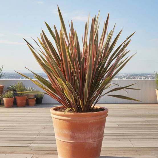 Lin de Nouvelle-Zélande Sundowner, Phormium - Pot de 4L - 20/40 cm - Image 3