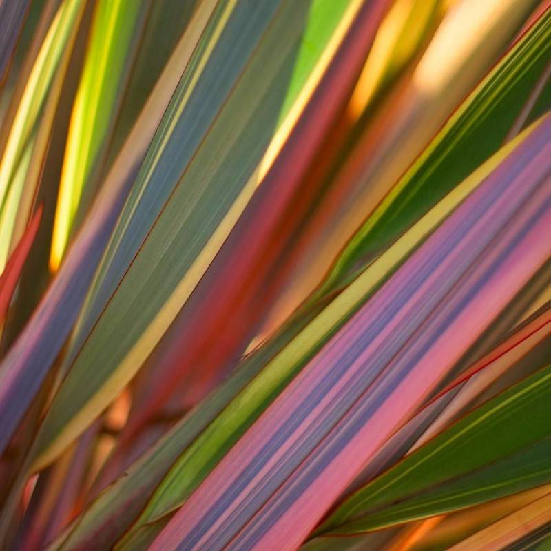Lin de Nouvelle-Zélande Sundowner, Phormium - Pot de 4L - 20/40 cm - Image 1