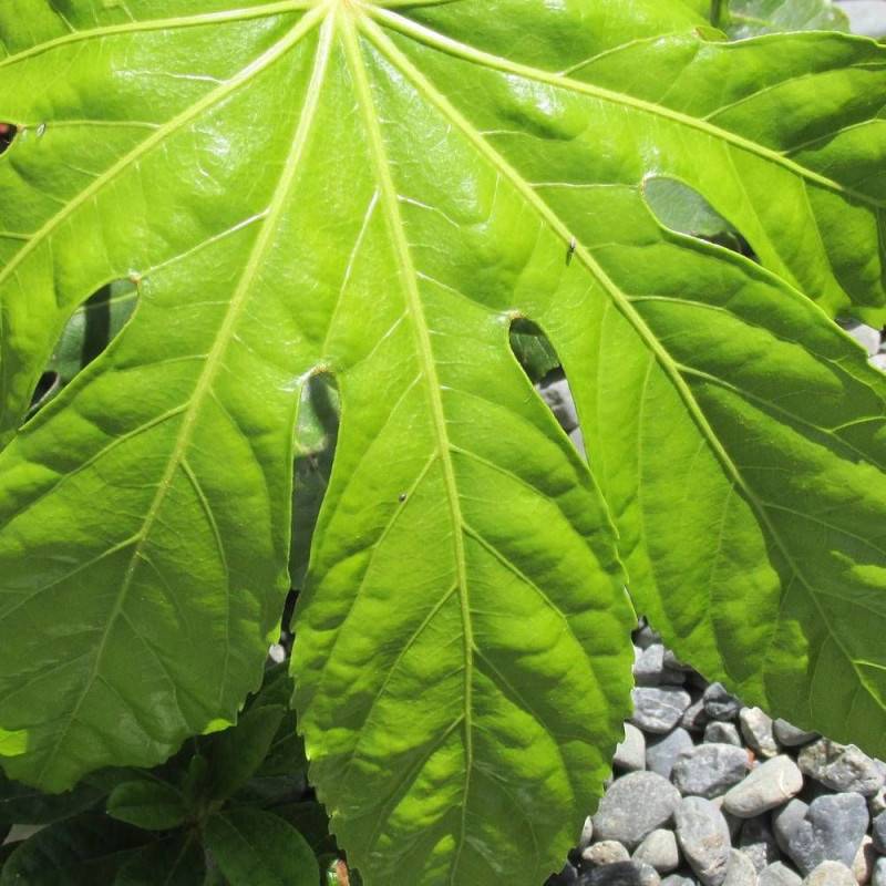 Fatsia du Japon, Faux-Aralia du Japon à fleurs Blanche/ - feuillage Persistant - Pot de 5L - 40/60 cm - Imagen 1