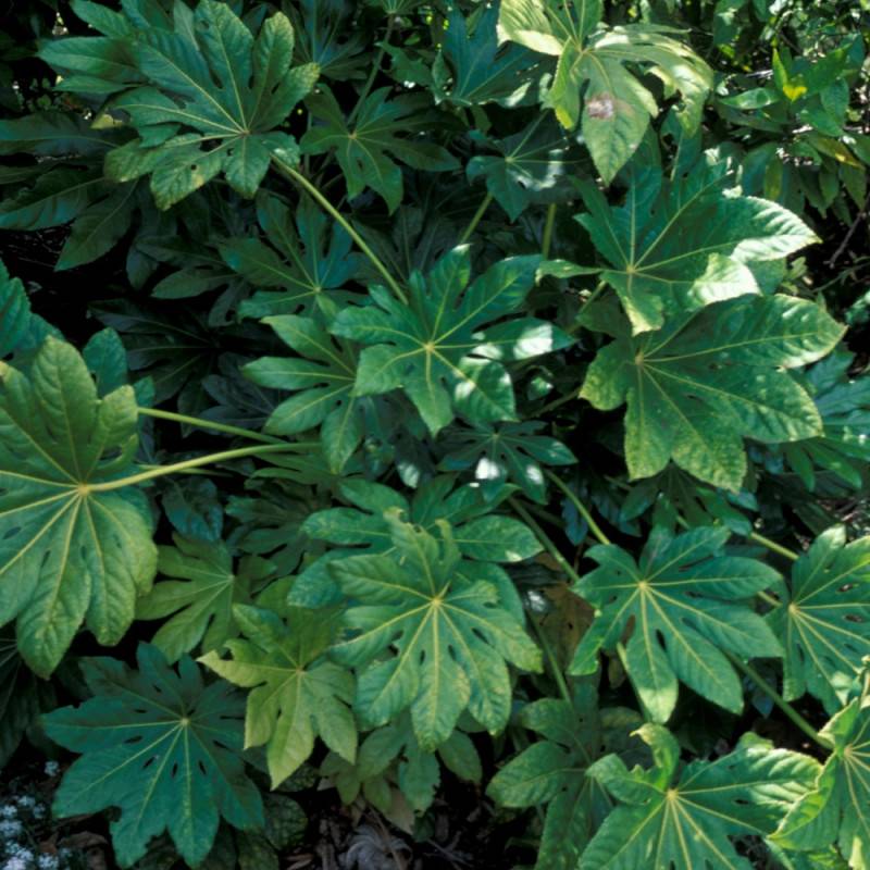 Fatsia du Japon, Faux-Aralia du Japon à fleurs Blanche/ - feuillage Persistant - Pot de 5L - 40/60 cm - Imagen 5