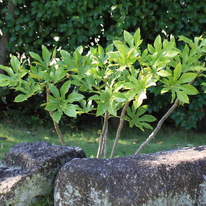 Fatsia du Japon, Faux-Aralia du Japon à fleurs Blanche/ - feuillage Persistant - Pot de 5L - 40/60 cm - Imagen 4