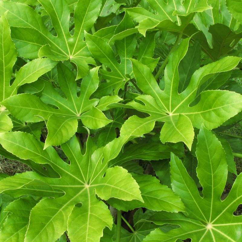 Fatsia du Japon, Faux-Aralia du Japon à fleurs Blanche/ - feuillage Persistant - Pot de 5L - 40/60 cm - Imagen 3