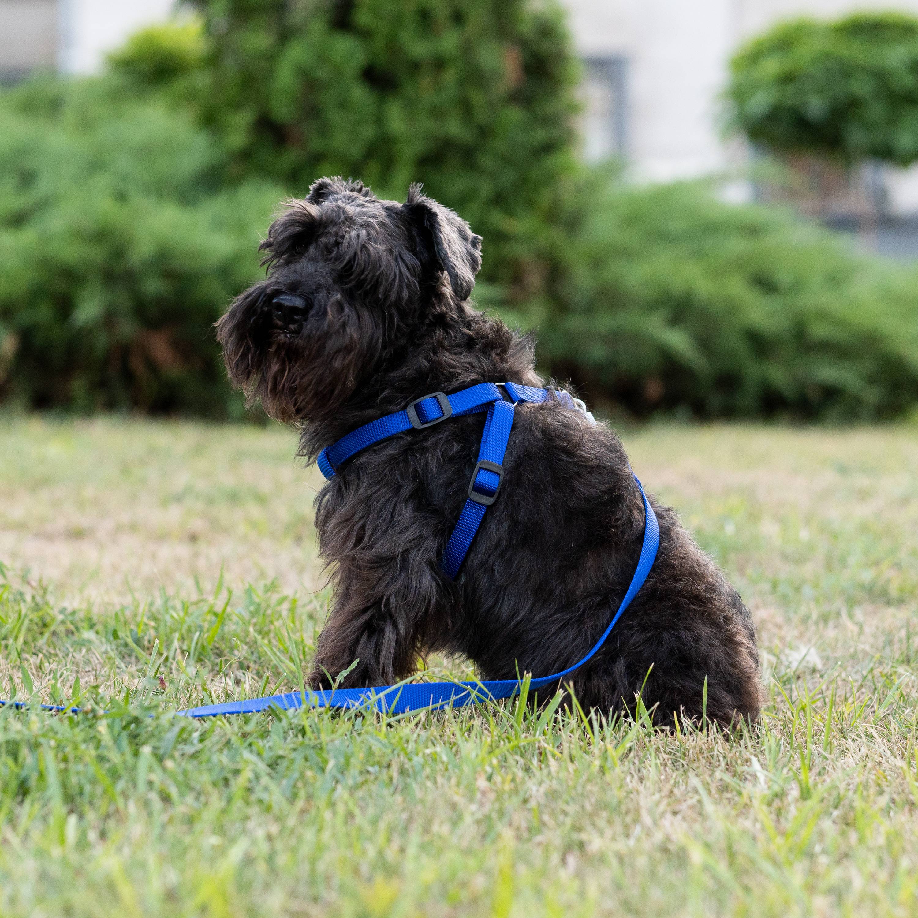 Ferplast - Harnais nylon chien rembourrage simple FERPLAST DAYTONA plusieurs tailles couleurs - Imagen 3