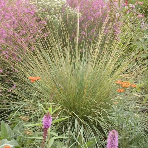 Fétuque - Festuca mairei Pot de 2L/3L