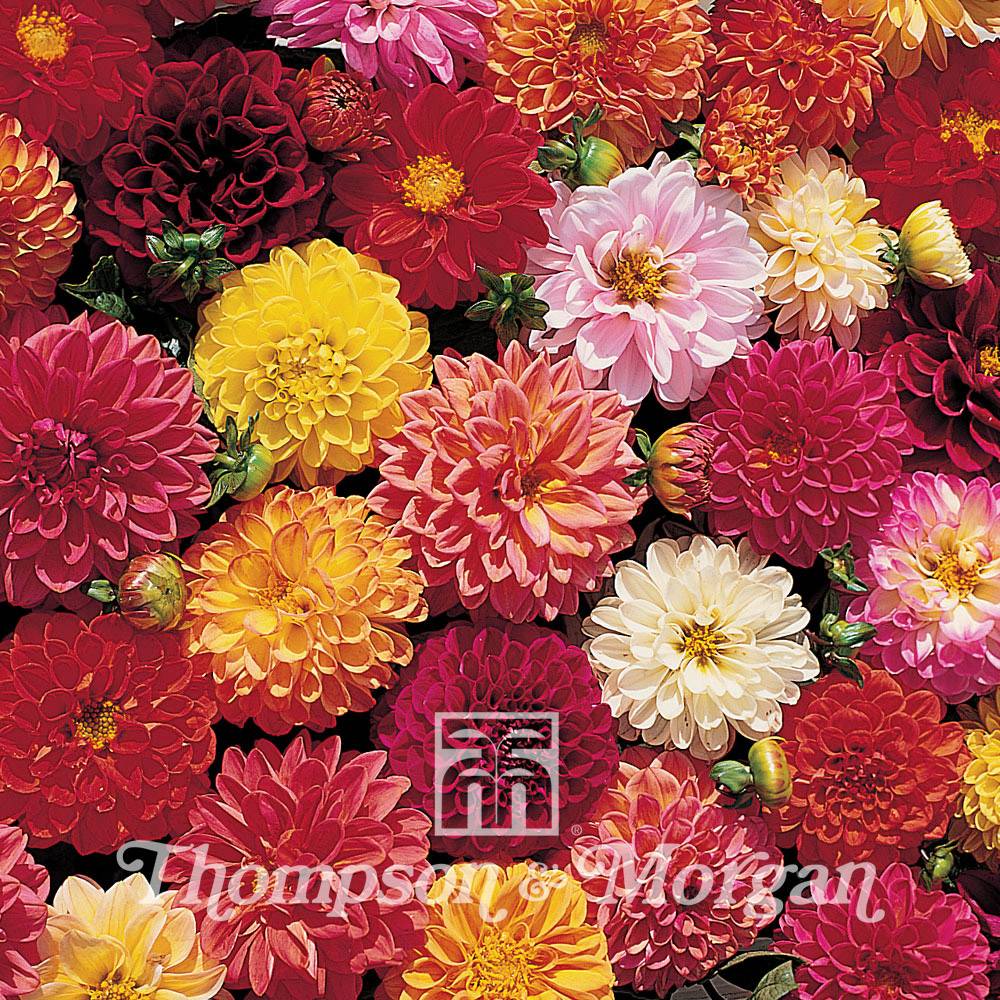 Graines de Dahlia nain Double Extreme en mélange le sachet de 50 graines environ (0,5g)