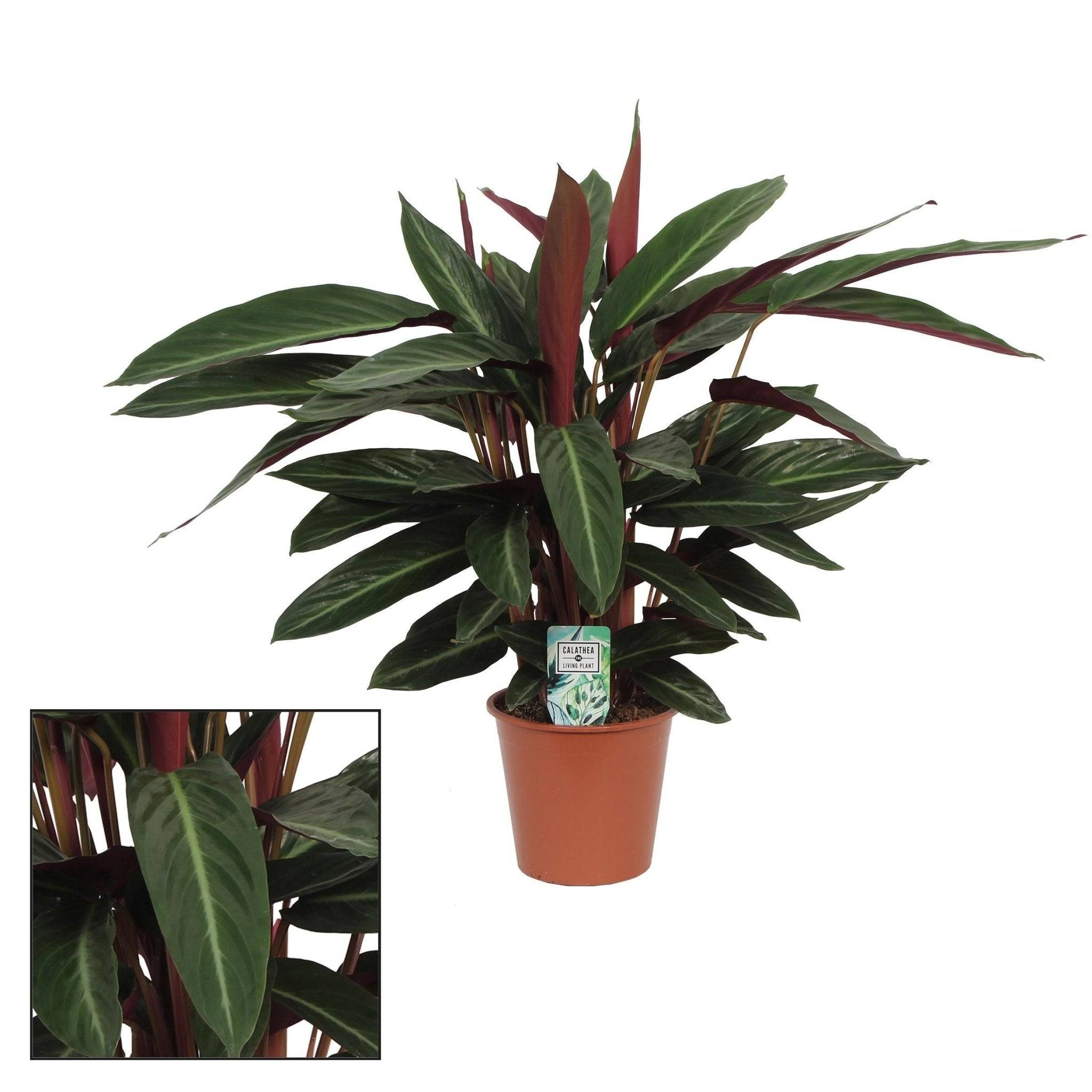 La Green Touch - Calathea Stripestar 65cm - Plante d'intérieur- La Green Touch - Imagen 1