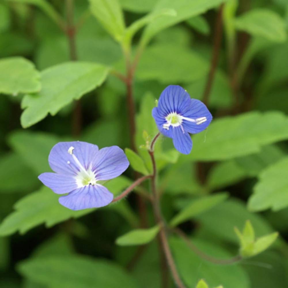 Véronique Georgia Blue à fleurs Bleue - feuillage Caduc - Godet - 5/20 cm-  hauteur à maturité Moins de 0,15 m