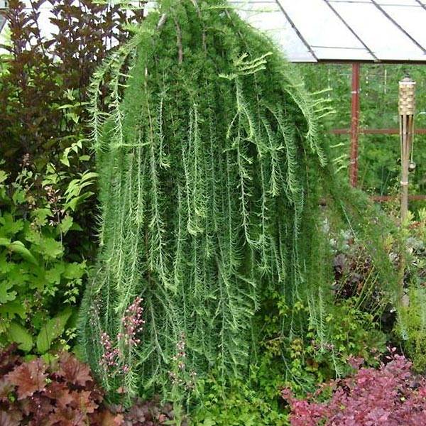 Promesse de Fleurs - Larix kaempferi Stiff Weeping - Mélèze du Japon Stiff Weeping Pot de 4L/5L, Tige, Tige de 120 cm