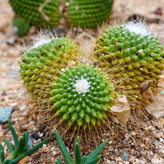 Promesse de Fleurs - Cactus - Mammillaria Un Pico Pot de 4L/5L, 18/20 diamètre