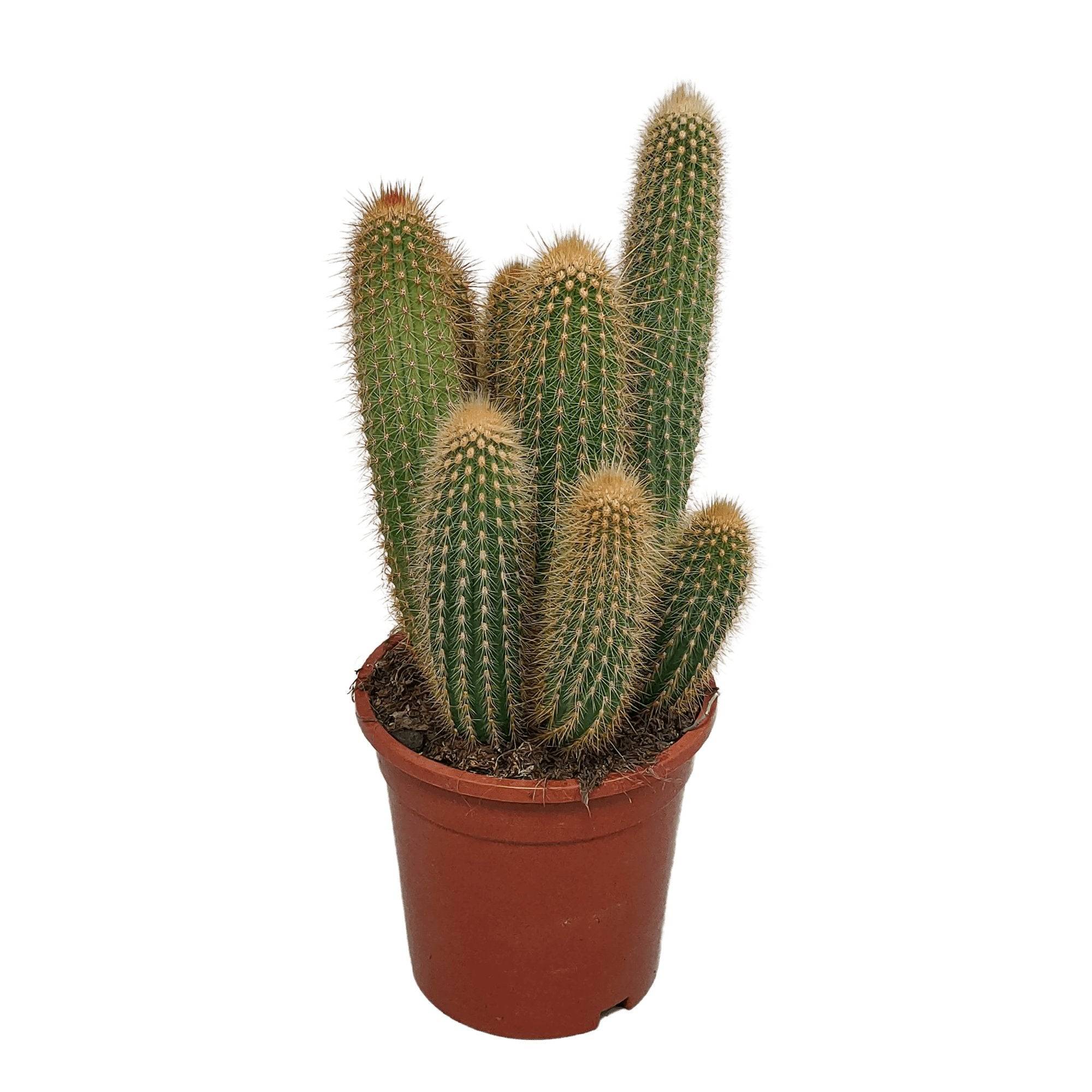 Vatricania Guentheri - cactus d'intérieur- La Green Touch