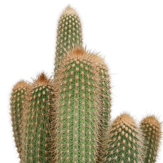Vatricania Guentheri - cactus d'intérieur- La Green Touch - Image 4