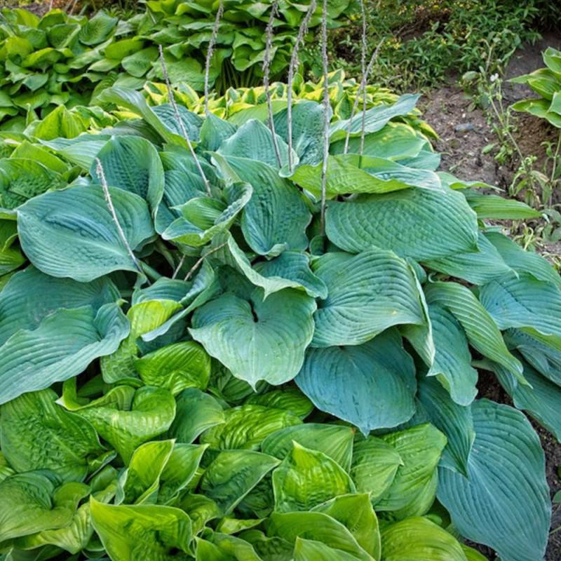 Hosta de Siebold Elegans à fleurs Bleue/Violette - feuillage Caduc - Godet - 5/20 cm - Imagen 2