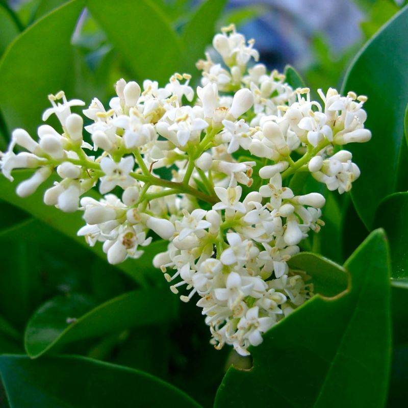 Troène de Californie (Ligustrum ovalifolium) - Godet - Taille 13/25cm - Pépinières Naudet - Imagen 2