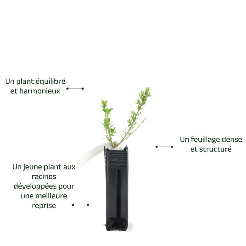 Troène de Californie (Ligustrum ovalifolium) - Godet - Taille 13/25cm - Pépinières Naudet - Imagen 4