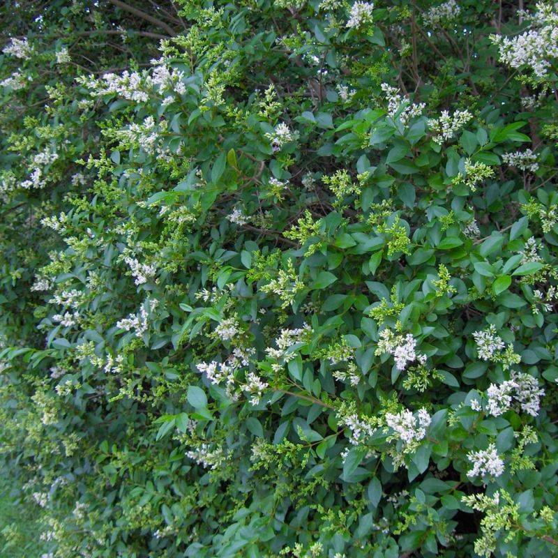 Troène de Californie (Ligustrum ovalifolium) - Godet - Taille 13/25cm - Pépinières Naudet - Imagen 1
