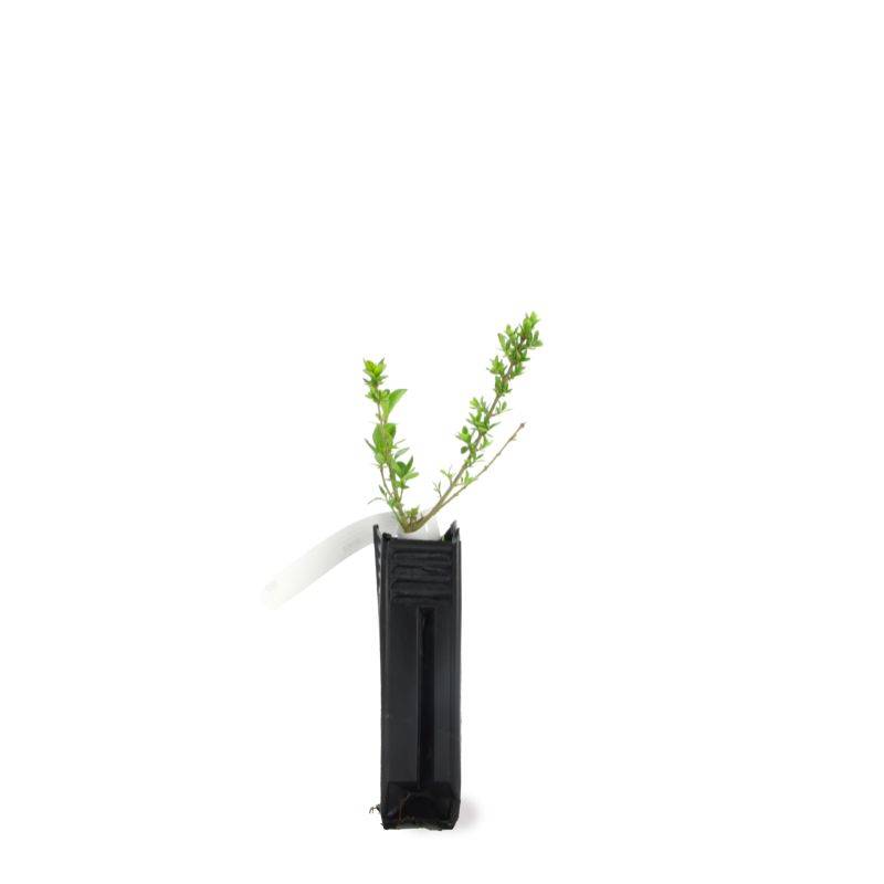 Troène de Californie (Ligustrum ovalifolium) - Godet - Taille 13/25cm - Pépinières Naudet - Imagen 3