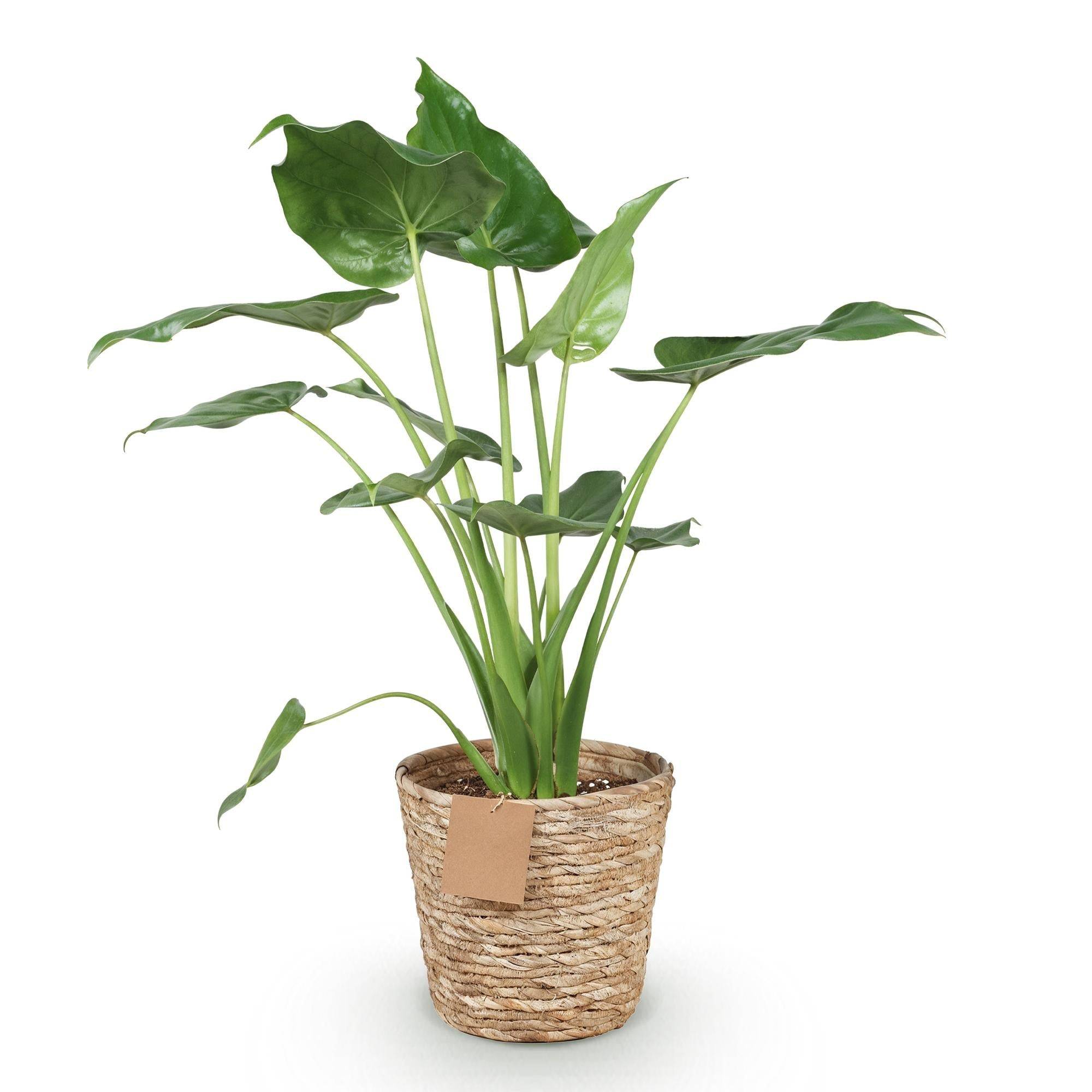 La Green Touch - Alocasia Cucullata - D21 H70cm - Image 3
