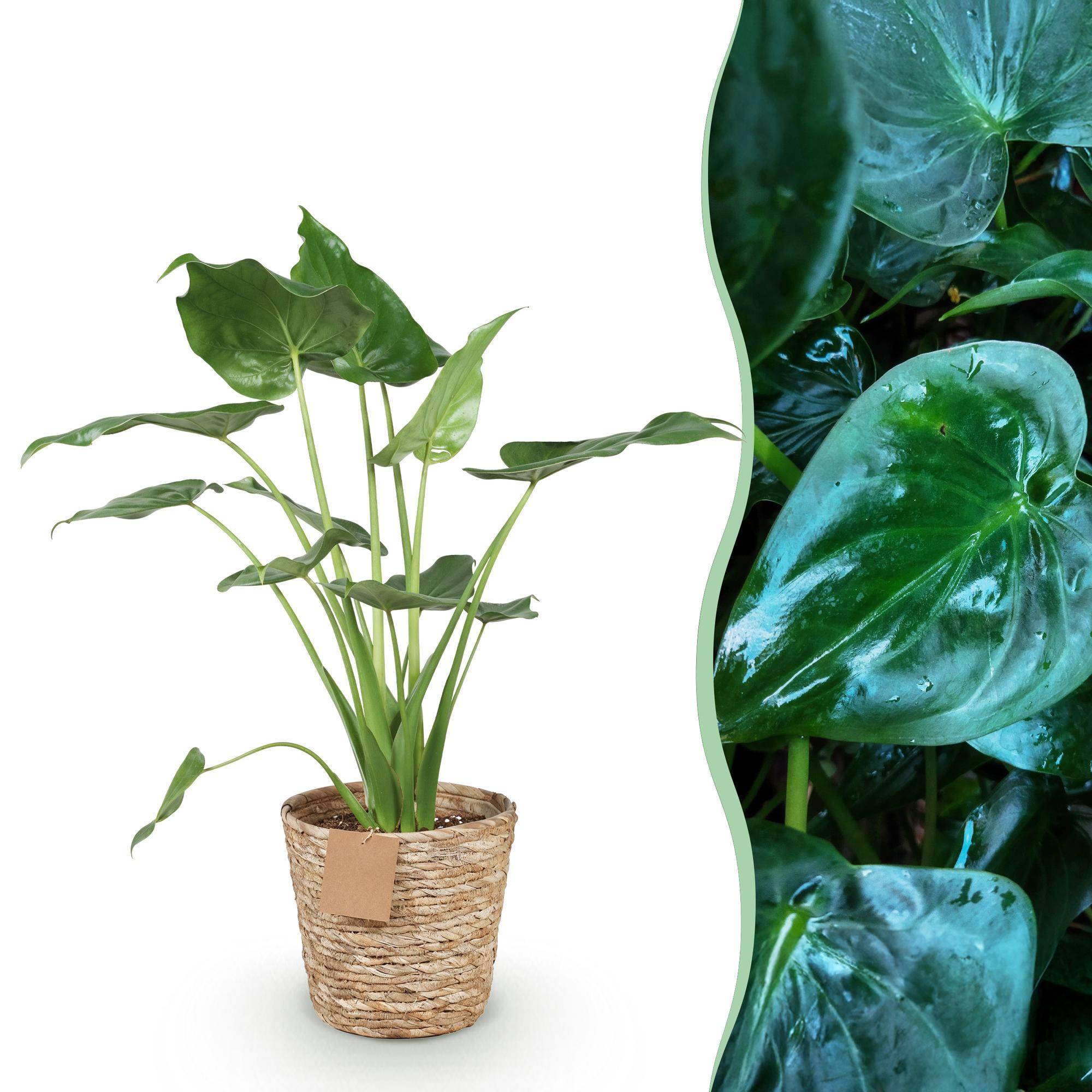 La Green Touch - Alocasia Cucullata - D21 H70cm - Image 2