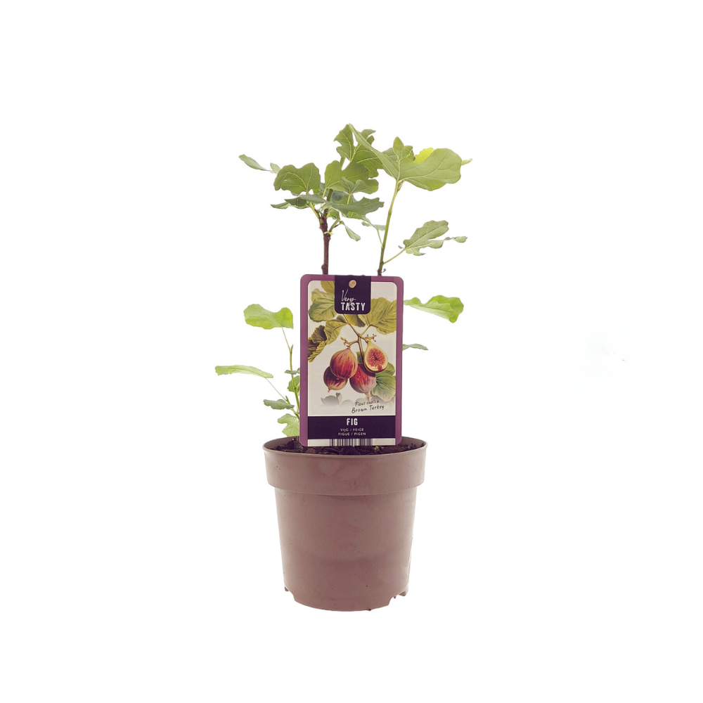 Ficus Marron Turkey - D15 H40cm