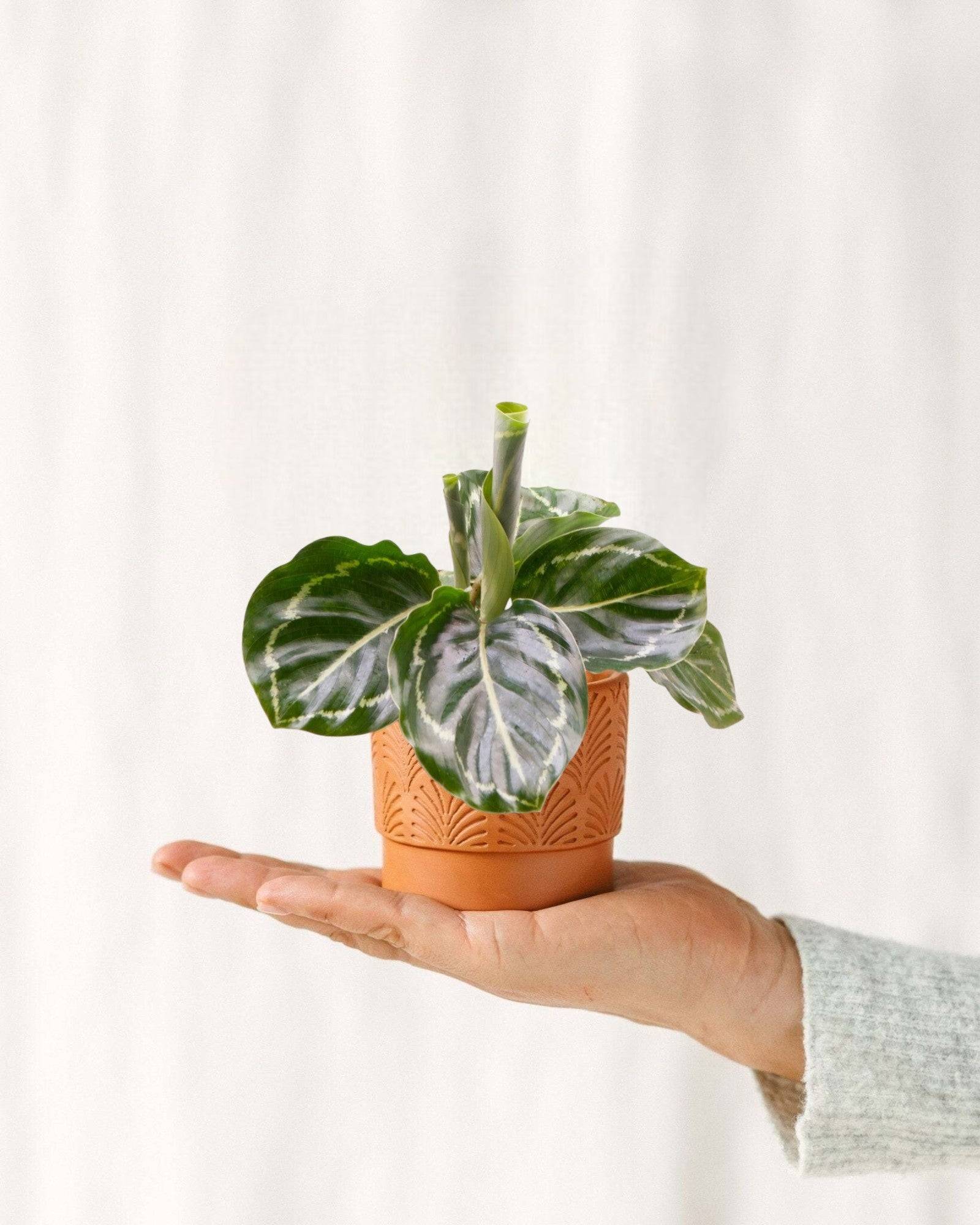 Mini Calathea Roseopicta Green Cm - Jardiland