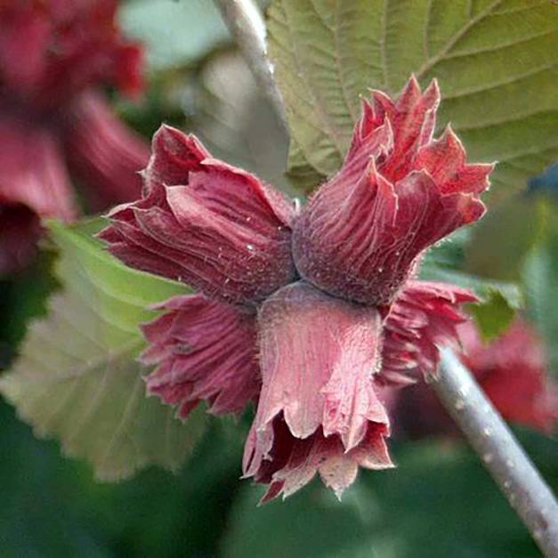 Corylus maxima Juningia - Noisetier de Lambert Pot de 4L/5L