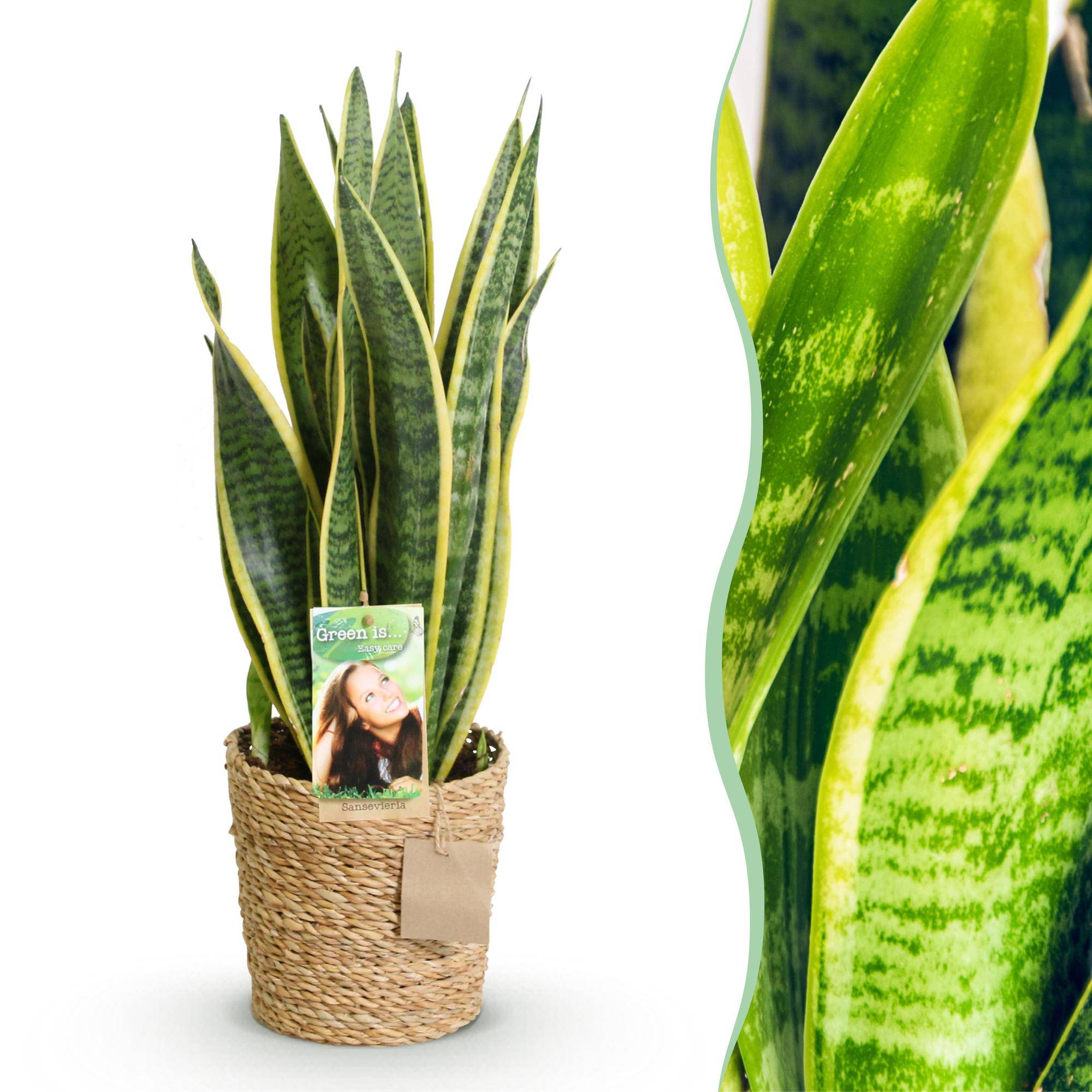 Sansevieria Laurentii - Pot de 17cm - Plantes d'intérieur - Image 1