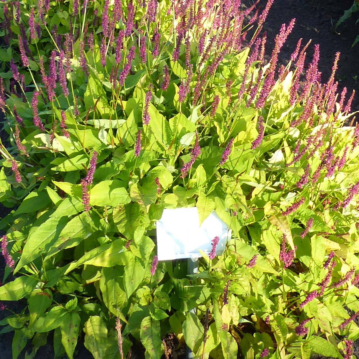 Renouée - Persicaria amplexicaulis Golden Arrow Godet de 8/9 cm
