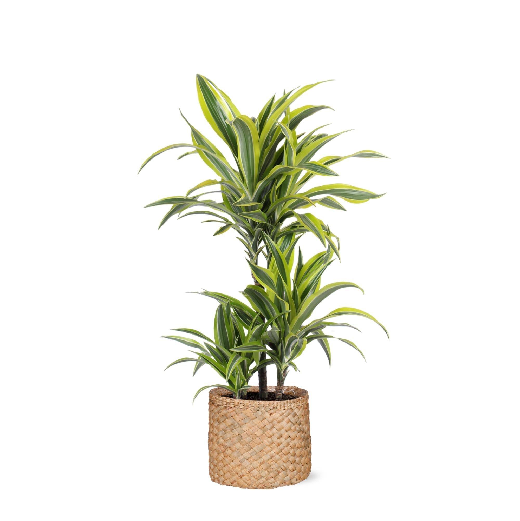 La Green Touch - Dracaena Lemon Lime et son pot- La Green Touch Panier Naturel - Hauteur 65cm