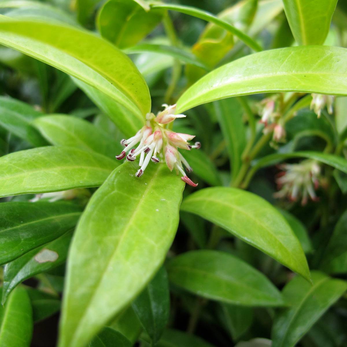 Promesse de Fleurs - Sarcococca hookeriana humilis Godet de 8/9 cm