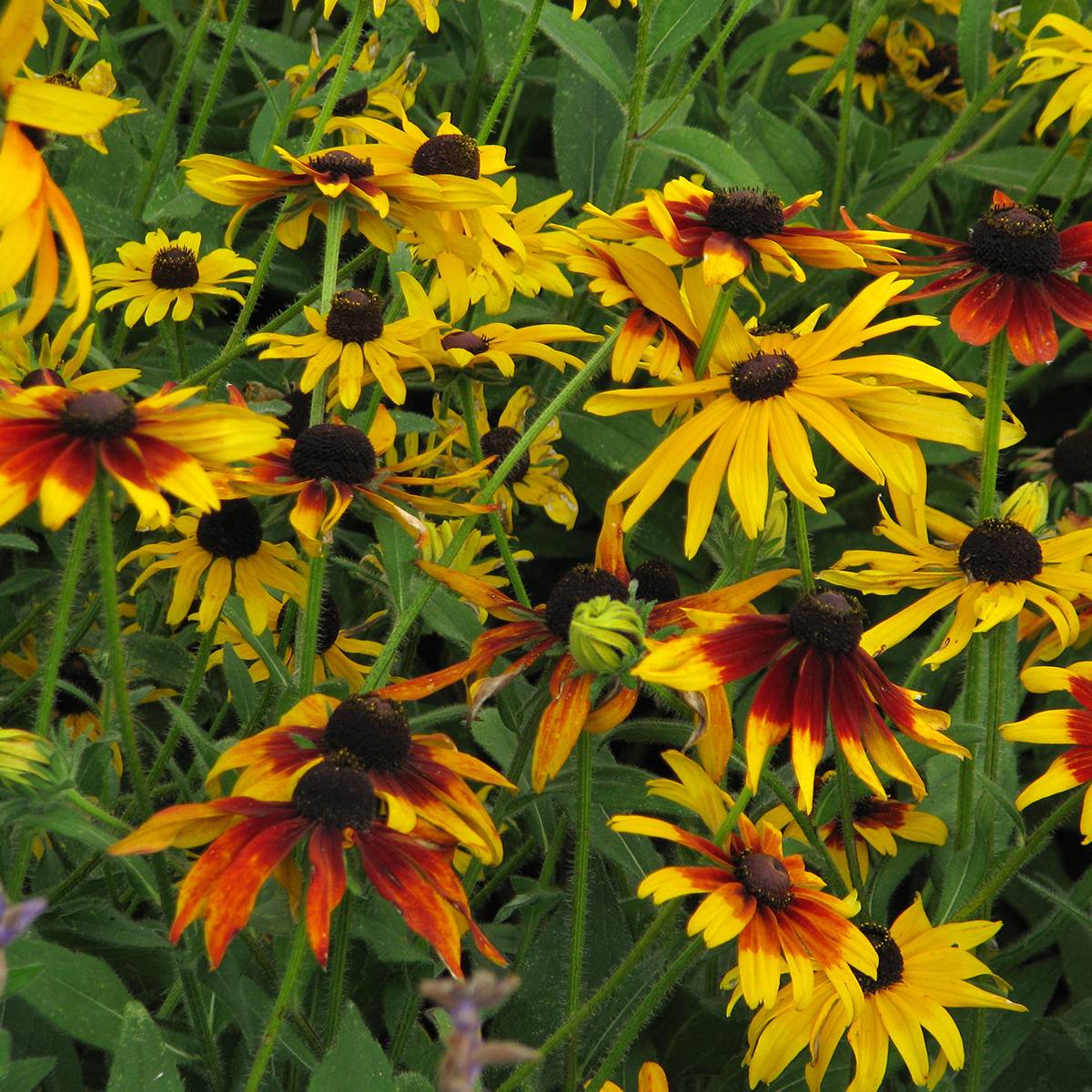 Graines de Rudbeckia Gloriosa Daisy - Rudbeckia hirta  le sachet de 1300 graines environ (1g)