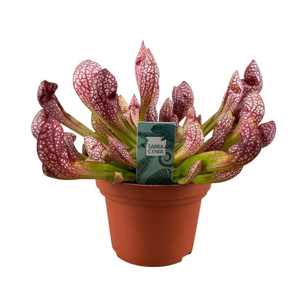 La Green Touch - Sarracenia Leucophylla - carnivore 40cm - Plante d'intérieur- La Green Touch