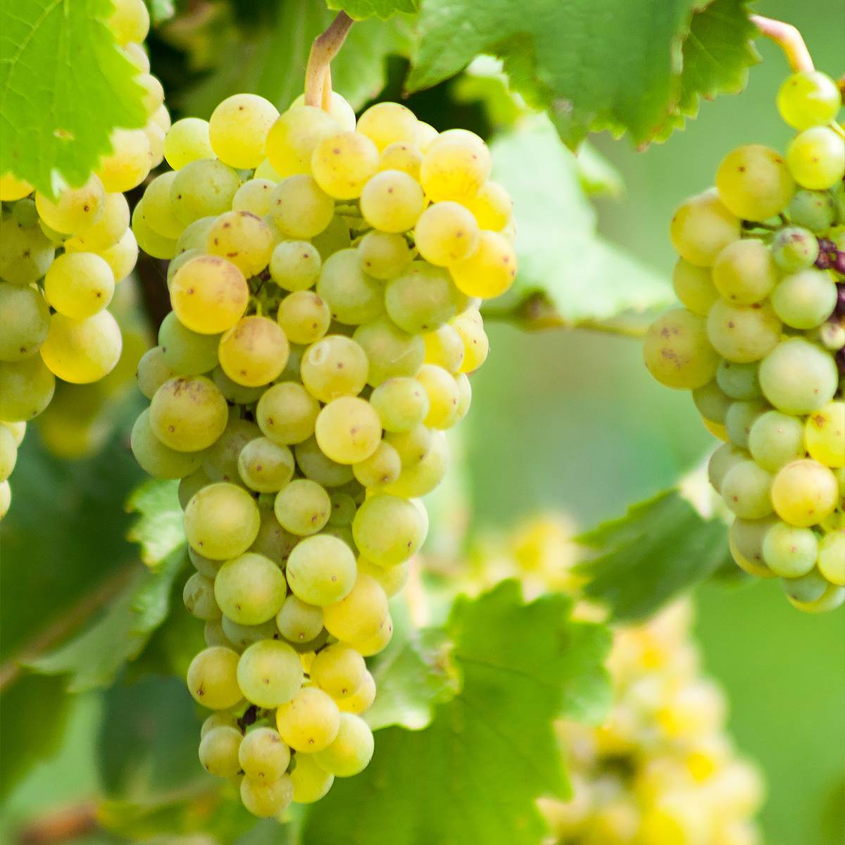 Promesse de Fleurs - Vigne Ora Pot de 2L/3L