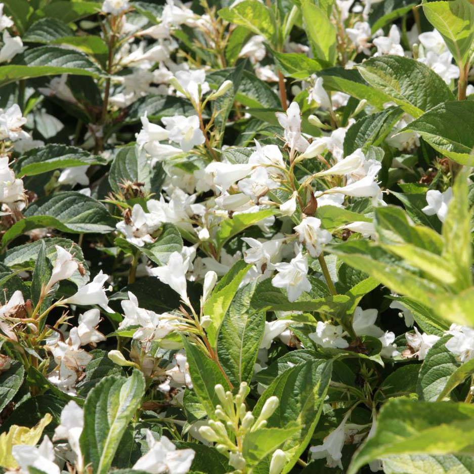 Promesse de Fleurs - Weigela Milk and Honey Pot de 2L/3L - Image 1