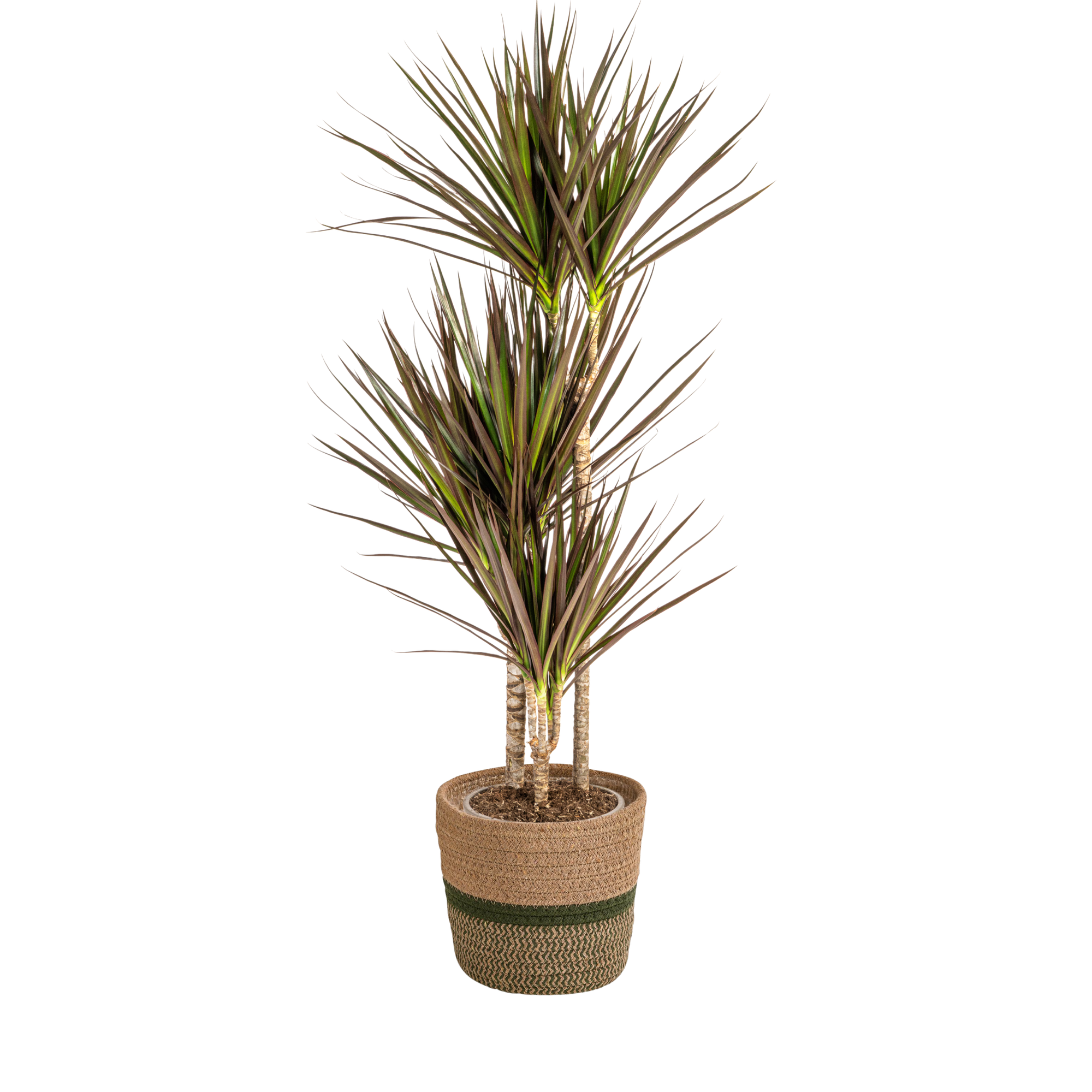 La Green Touch - Dracaena Marginata Magenta - H110cm - Image 4