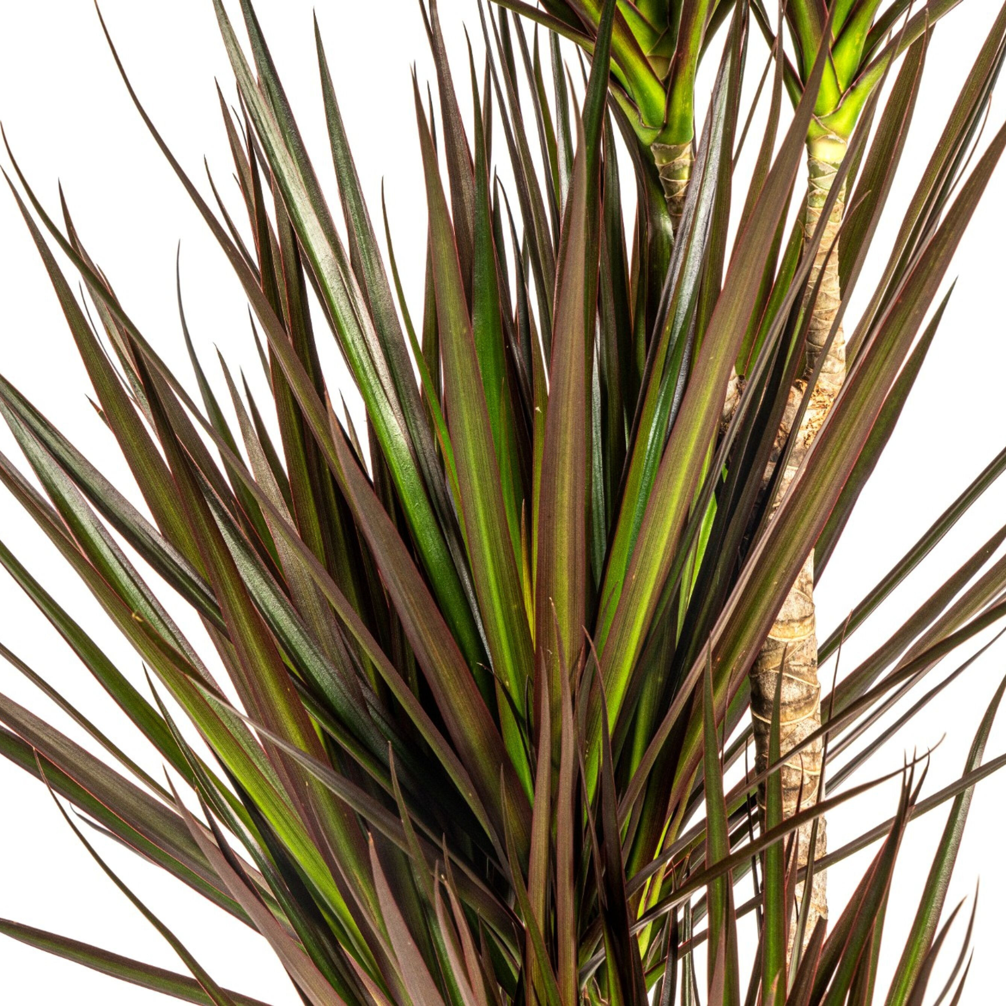 La Green Touch - Dracaena Marginata Magenta - H110cm - Image 2